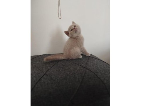 Sevimli british shorthair yavrularımız yeni yuvasını arıyor