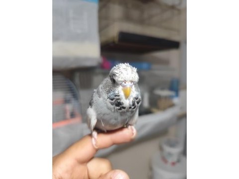 Show jumbo yavru muhabbet kuşu