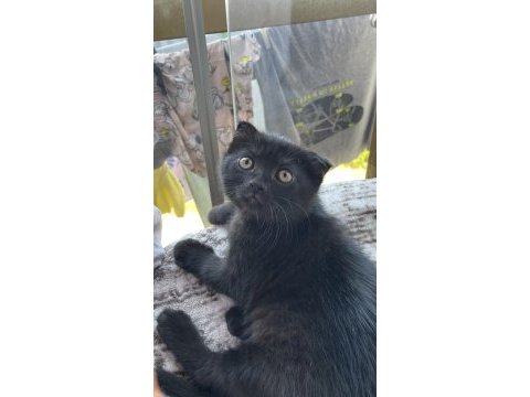 Nadir bulunan brumo black scottish fold