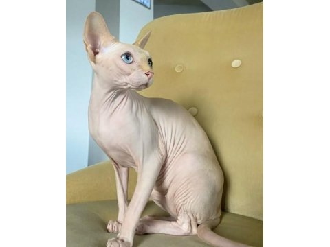 Sfenks tortie ve pembe renk orjinal yavrularımız