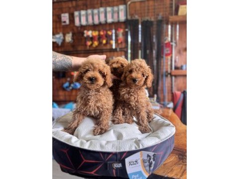 Dev kampanya poodle bebekler