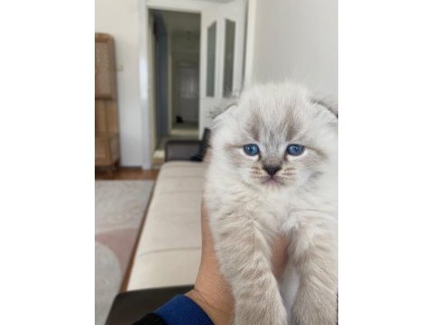 Scottish fold