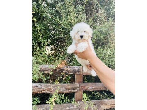 A kalite maltese terrier yavrularımız