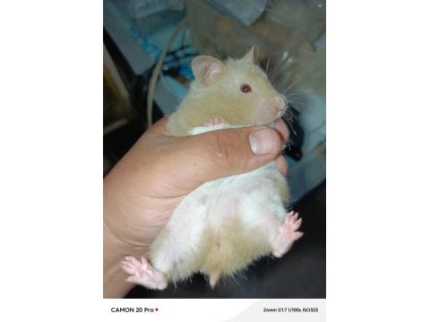 Yumuşacık dişi 2 adet çok sevimli ele alışık hamster