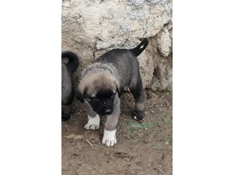 Kangal sivastan alınır kalite ayı boğanlar