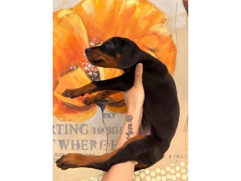 Doberman yavruları
