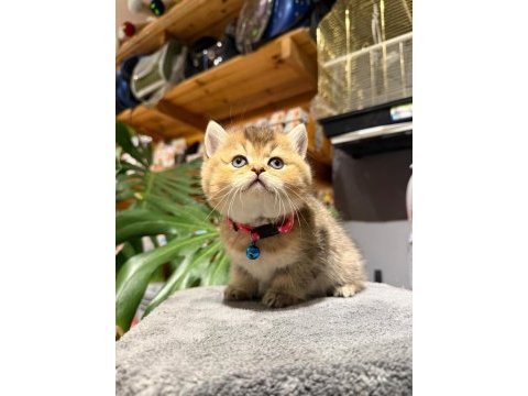 Ny25 golden black ırk garantili british shorthair