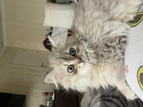 Yavru 2.5 ay british longhair
