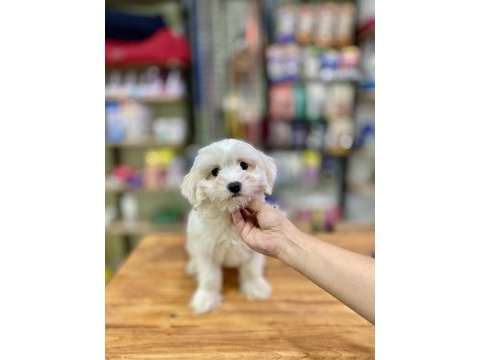 Pamuk gibi maltese terrier yavrumuz