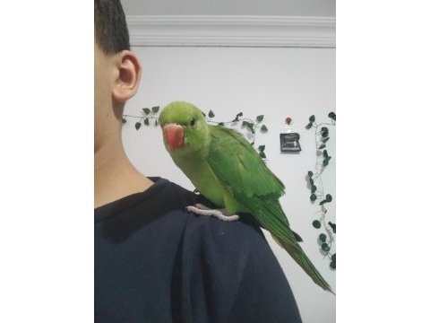 Yavru el besleme pakistan papağanı