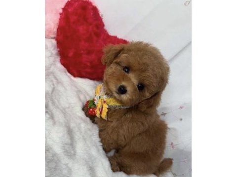 Toy poodle safkan her renk boyut mevcut