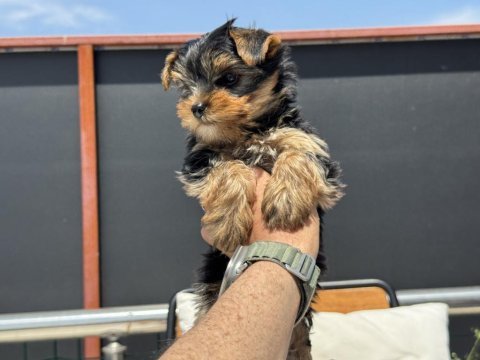Wc eğitimli tea cup yorkshire terrier