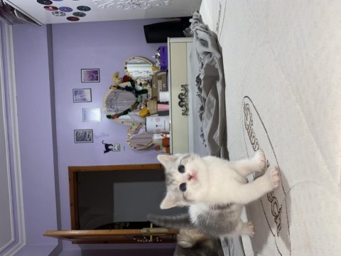 British longhair/ british shorthair