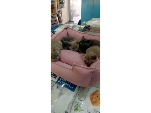 British shorthair yavrular