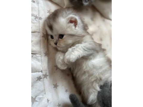 Masal gibi 2 british longhair yavru yeni yuvasını