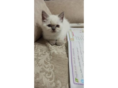 Prensesimiz dişi blue point british shorthair