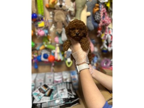 Koyu ve kıvır kıvır toy poodle yavrular