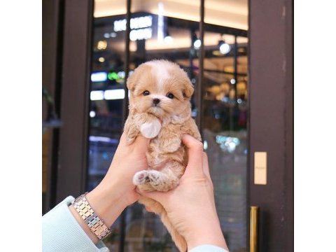 Maltipoo çocuklarım
