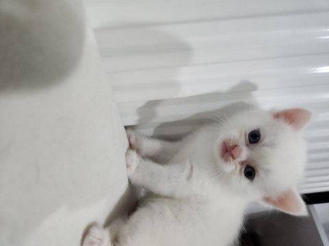 British shorthair bebekler