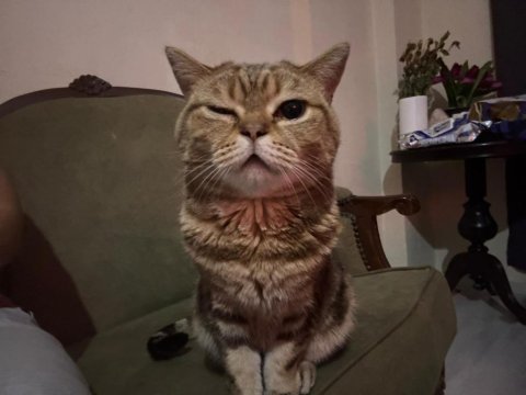 Miniş sevecen kedimiz