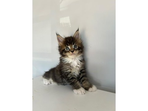 Sağlık ve ırk garantili minik maine coon devler