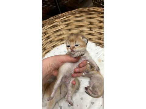 British shorthair bebekler
