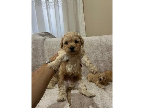 Maltipoo yavrularımız