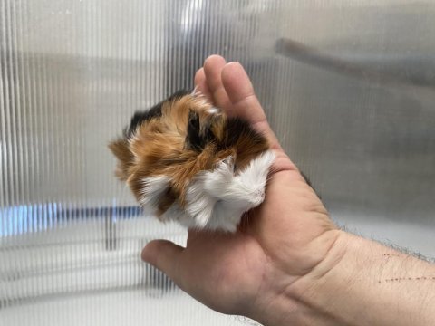 Guinea pig yavrular