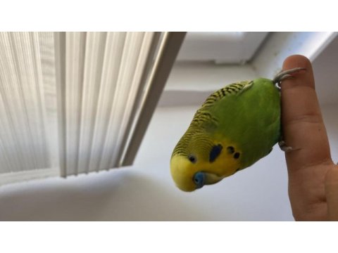 Muhabbet kuşu lutino açık yeşil ve mavi