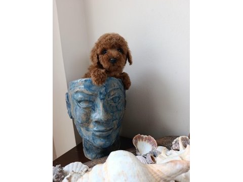 Dişi bebek poodle