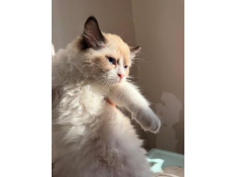 2 erkek sağlıklı ragdoll yavrular istanbul fatih