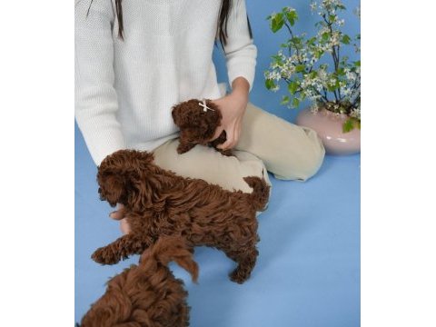 Koyu renk toy poodle yavruları