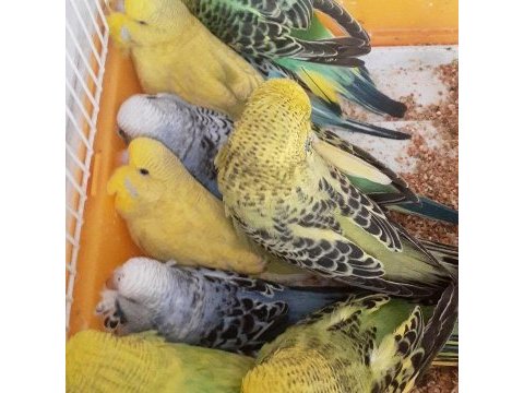 Sahibinden muhabbet kuşlar görsel değildir