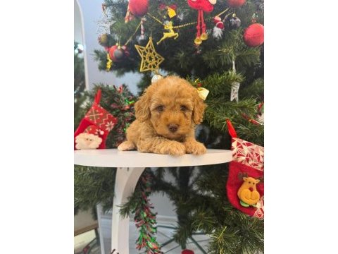 Maltipoo bebeğim