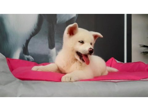 En özel akita yavruları