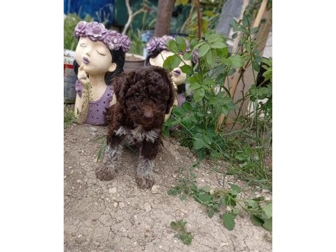 Sevimli portekiz su kopüşler