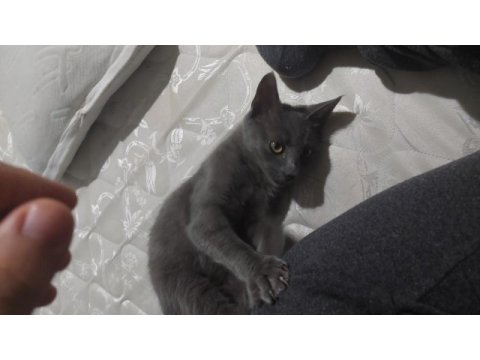 Melez kedi