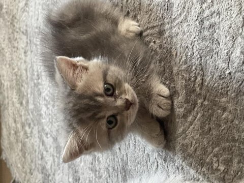 1 mayıs doğumlu british shorthair blue pointler