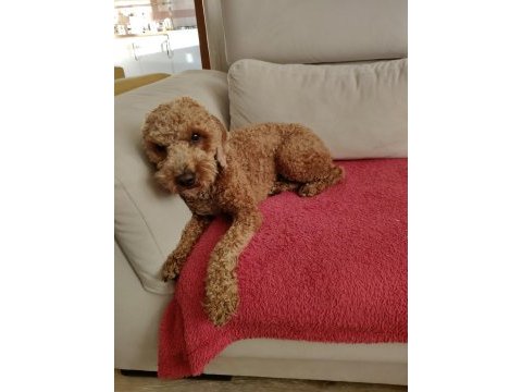 1.5 yaşında erkek toy poodle