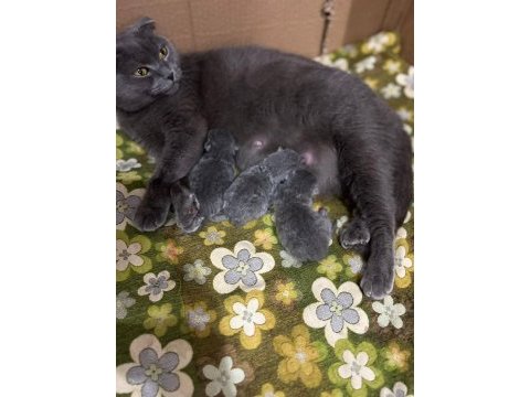 2 aylık erkek british shorthair