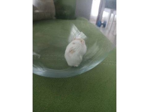 Gonzales hamster albino cinsi