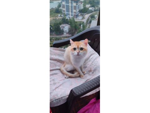 British shorthair nv 12 erkek