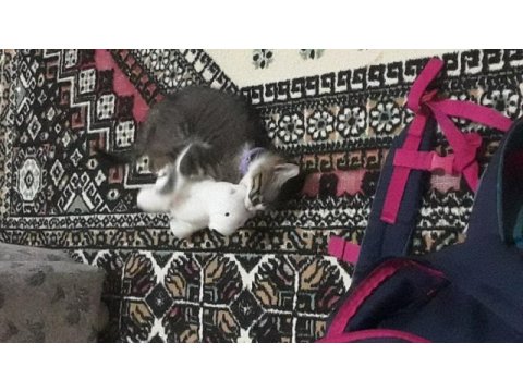 Mia cipi var kucağı ve birlikte uyumayı seviyor tekir