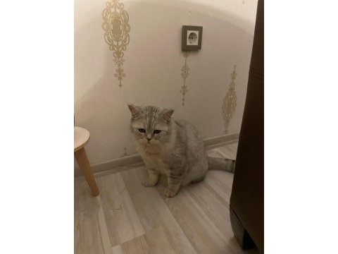 Çok akıllı uysal british shorthair oğlumuza yuva arıyoruz