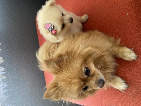 Pomeranian 45 günlük köpekler