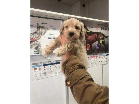 Apricot toy poodle erkek