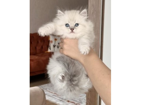 Blue point mavi göz british longhair yavrum