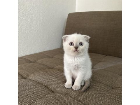 Blue point british shorthair kızımız