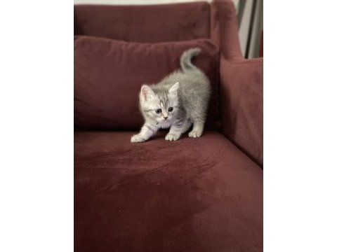 1,5 aylık 1 erkek ve 1 dişi british shorthair yavru