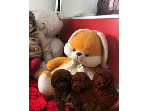 Kaniş scli toy podlee başka yerde yok